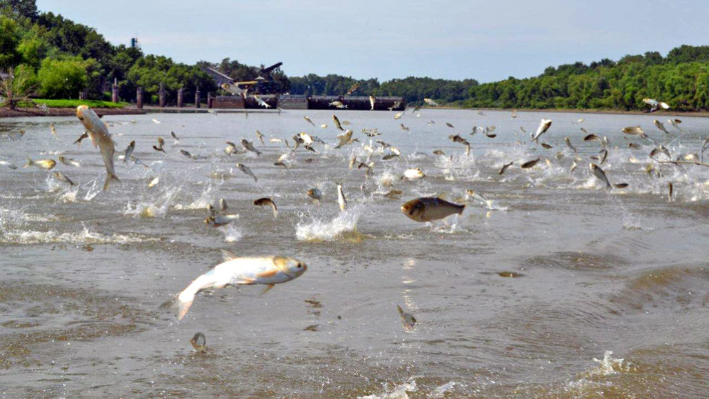 Fish Guidance